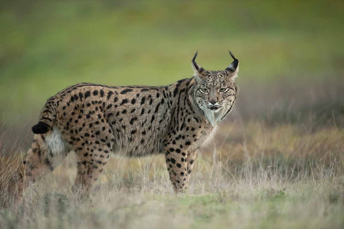 Iberische of Spaanse lynx in Spanje