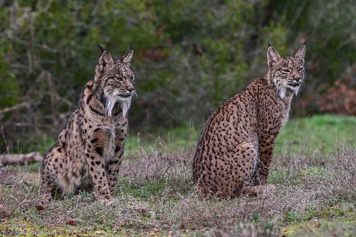 Twee Iberische of Spaanse lynx in Spanje