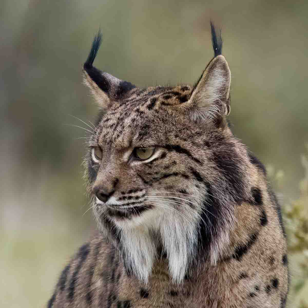 Iberische of Spaanse lynx in Spanje