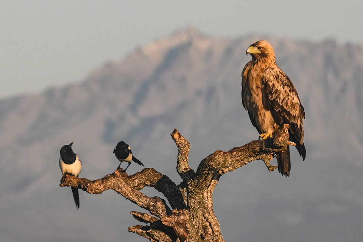 Spaanse keizerarend en eksters op een tak in Spanje