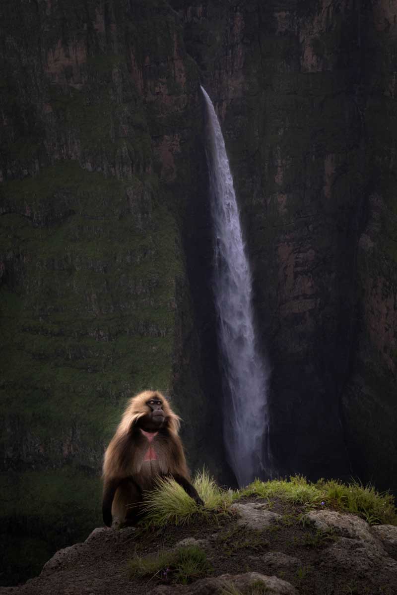 Gelada bij een waterval in Ethiopië