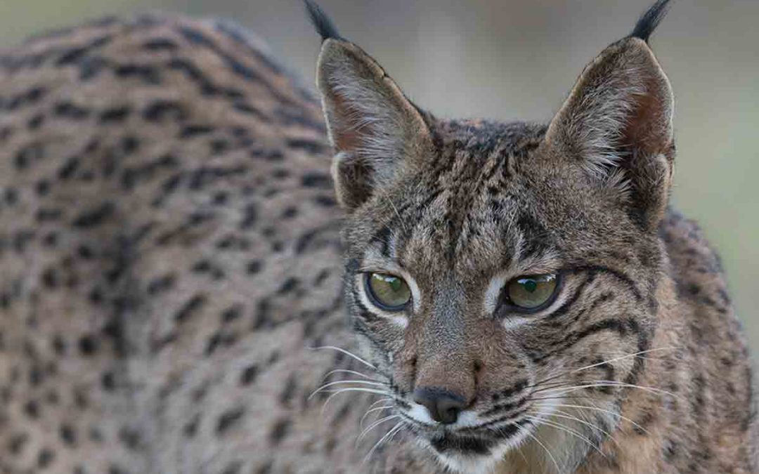 Iberische of Spaanse Lynx in Spanje