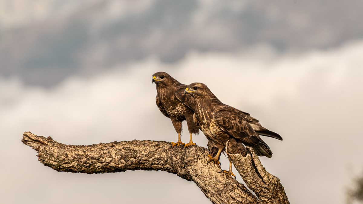 Twee buizerds op een tak in Spanje