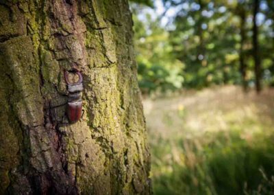 Vliegend hert in een bos op een boom