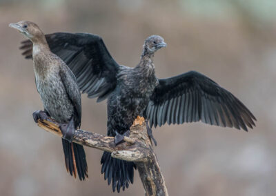 jonge aalscholvers op een tak - Fotoreis Slovenië - watervogels fotograferen op de waterlijn