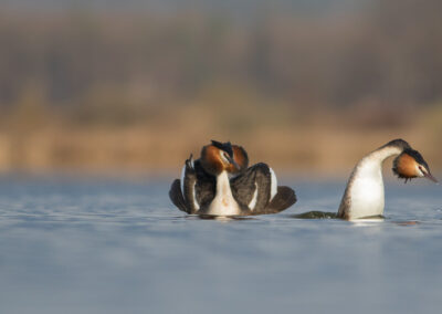 baltsende futen op het water - Fotoreis Slovenië - watervogels fotograferen op de waterlijn