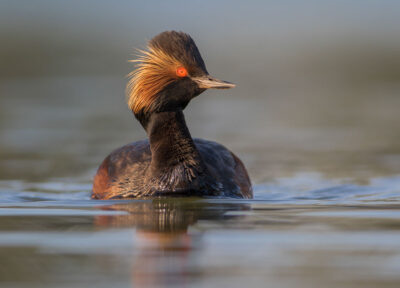 geoorde fuut op het water - Fotoreis Slovenië - watervogels fotograferen op de waterlijn