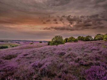 Fotoworkshop paarse heide op de Posbank