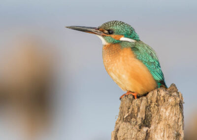 ijsvogel - Fotoreis Slovenië - watervogels fotograferen op de waterlijn