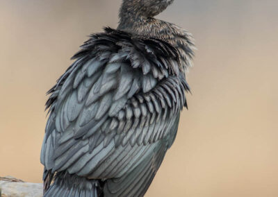 jonge aalscholver - Fotoreis Slovenië - watervogels fotograferen op de waterlijn