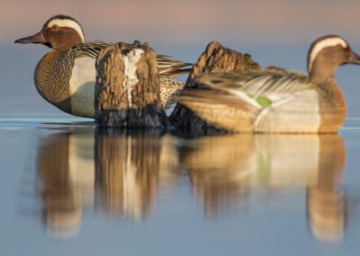 zomertaling op het water - Fotoreis Slovenië - watervogels fotograferen op de waterlijn