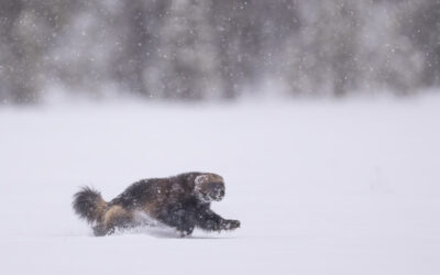 Reisverslag Fotoreis wilde beren, korhoen, auerhoen en meer in Finland april 2023