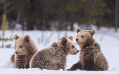 Reisverslag fotoreis wilde beren, korhoen, auerhoen en meer in Finland 27 april t/m 2 mei 2023