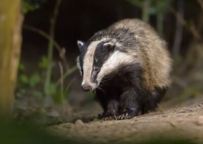 European badger foraging at night
