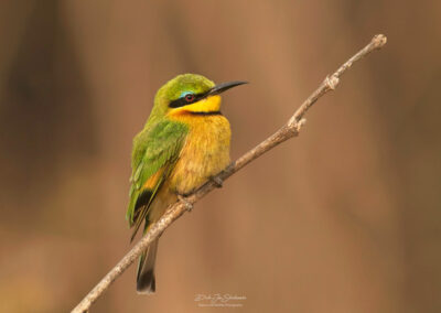 Bijeneter - Fotoreis Zambia - Dirk Jan Steehouwer