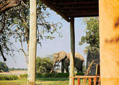 Bungalow met olifant - Fotoreis Zambia - Dirk Jan Steehouwer