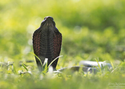 Cobra - Fotoreis Zambia - Dirk Jan Steehouwer