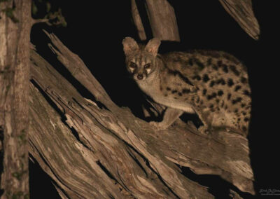 Genet - Fotoreis Zambia - Dirk Jan Steehouwer