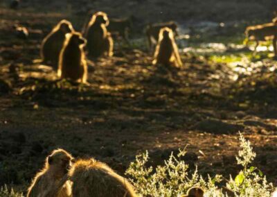 Groep bavianen in tegenlicht - Fotoreis Zambia - Dirk Jan Steehouwer
