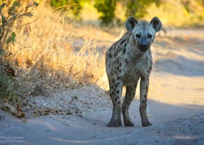 Hyena - Fotoreis Zambia - Dirk Jan Steehouwer