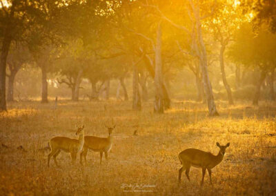 Impala's in het ochtendlicht - Fotoreis Zambia - Dirk Jan Steehouwer