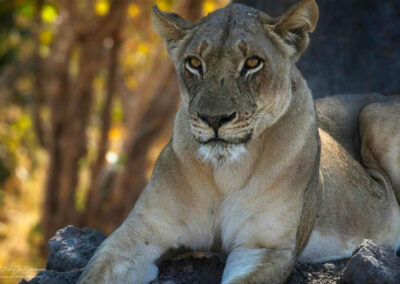 Leeuwin - Fotoreis Zambia - Dirk Jan Steehouwer