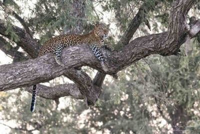 Luipaard in de boom - Fotoreis Zambia - Dirk Jan Steehouwer