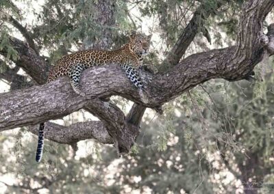 Luipaard in de boom - Fotoreis Zambia - Dirk Jan Steehouwer
