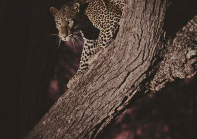 Luipaard in de boom bij nacht - Fotoreis Zambia - DirkJan Steehouwer