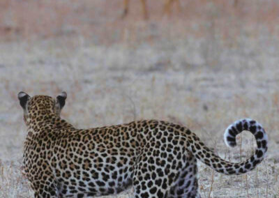 Luipaard kijkt naar impala's - Fotoreis Zambia - Dirk Jan Steehouwer