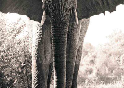 Olifant - Fotoreis Zambia - Dirk Jan Steehouwer