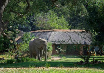 Olifant bij de Lodge - Fotoreis Zambia - Dirk Jan Steehouwer