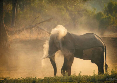 Olifant in het stof - Fotoreis Zambia - Dirk Jan Steehouwer