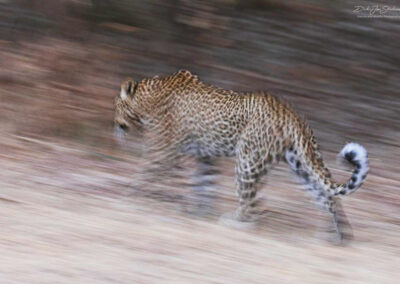 luipaard - Fotoreis Zambia - Dirk jan Steehouwer