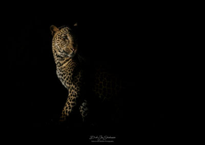 luipaard in het donker - Fotoreis Zambia - Dirk Jan Steehouwer