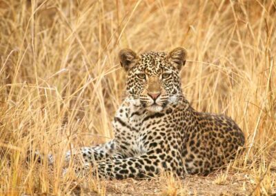 luipaard in het gras - fotoreis Zambia - Dirk-Jan steehouwer