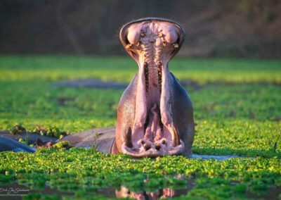nijlpaard met open bek - fotoreis zambia - Dirk-jan Steehouwer