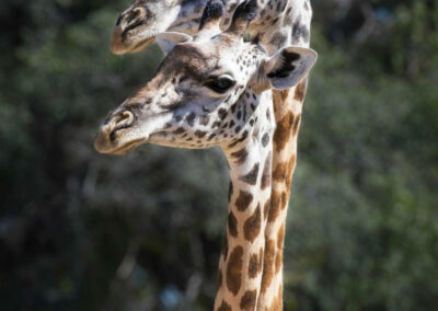 twee Giraffen - Fotoreis Zambia - Dirk Jan Steehouwer