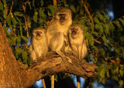 vervetaap met jongen in de boom - Fotoreis Zambia - Dirk Jan Steehouwer