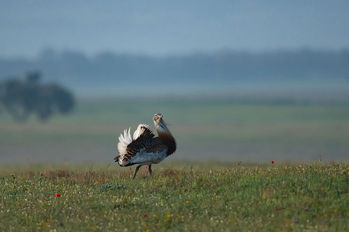 Vogel in veld - Fotoreis Spanje - Voorjaar in Spanje