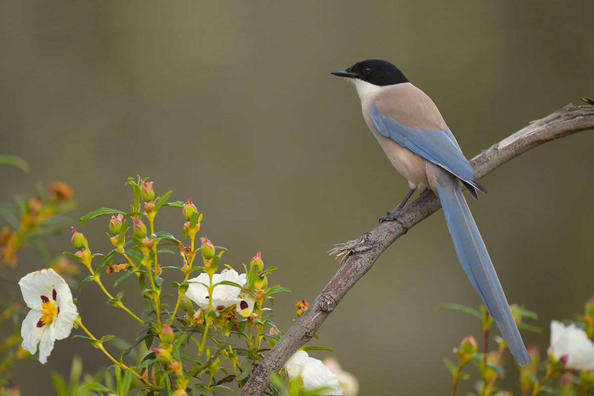 Vogel op tak - Fotoreis Spanje - Voorjaar in Spanje