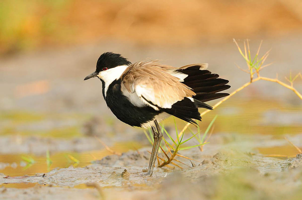 Vogel 1 - Fotoreis Gambia