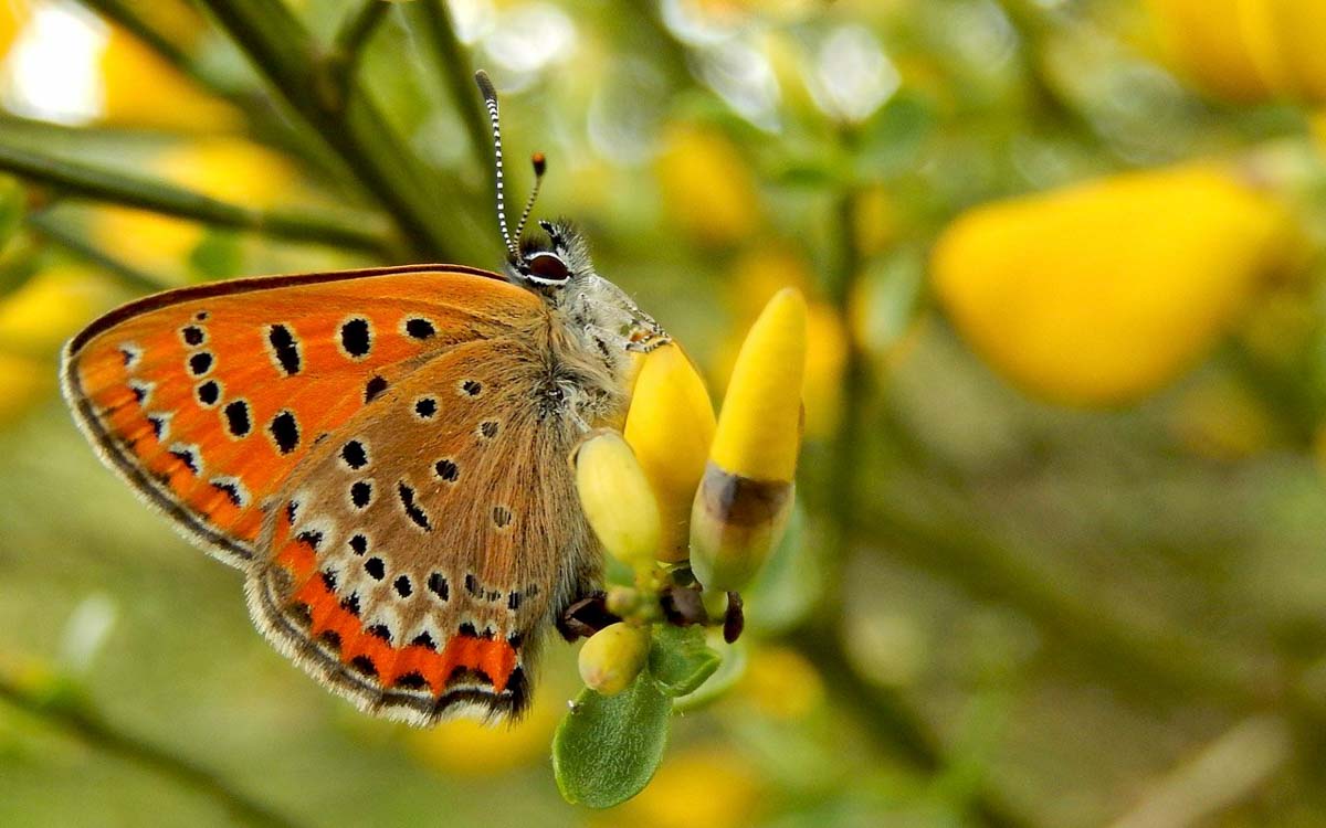 Vlinder - Fotoreis Eifel & Ardenne - Op zoek naar spectaculaire soorten