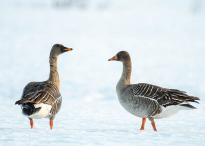 Bean Goose in water- Fotoreis iconische vogelsoorten Finland