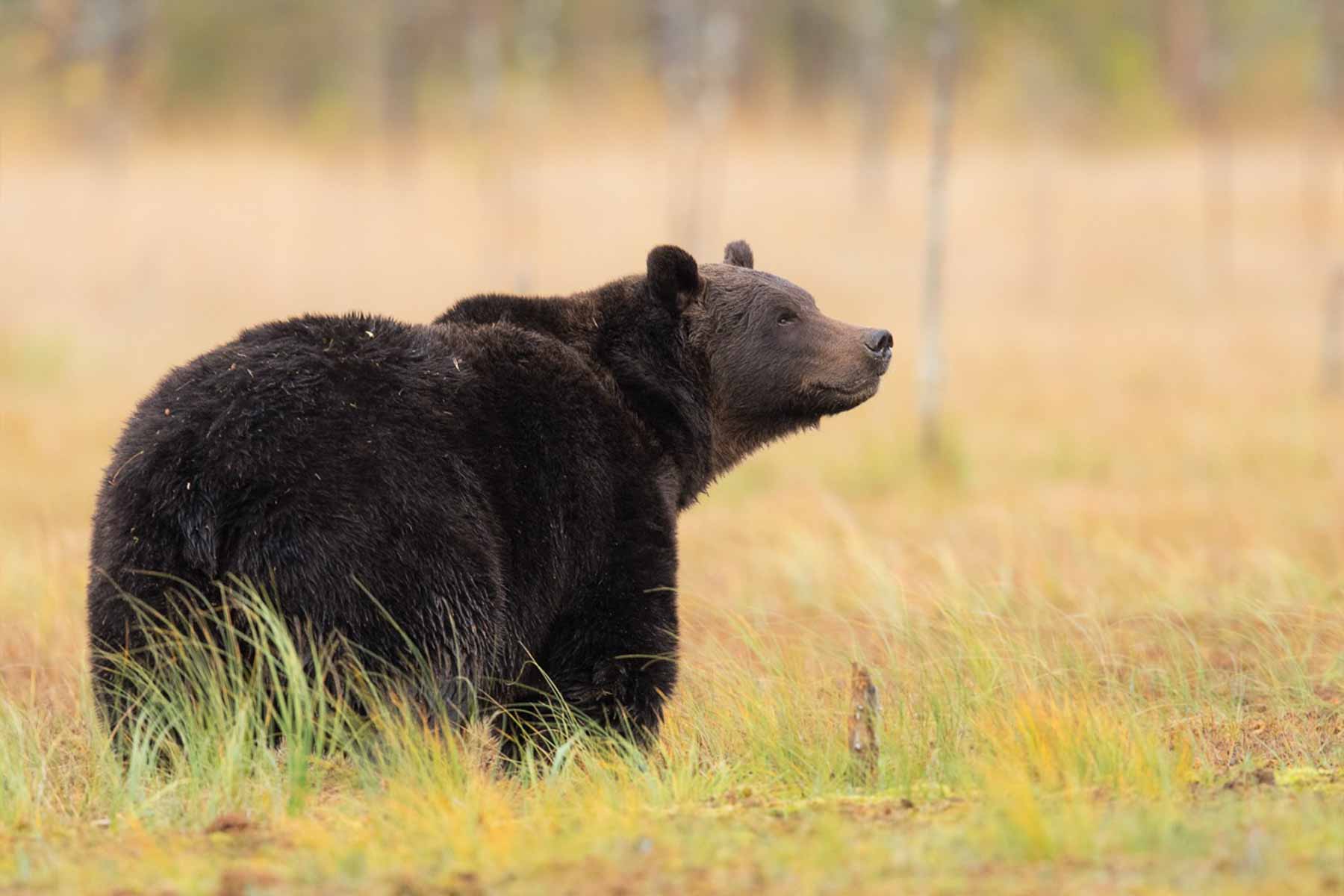 Beer in het veld - Fotoreis Finland - Beren in de herfst, maar ook wolven, veelvraat en arenden