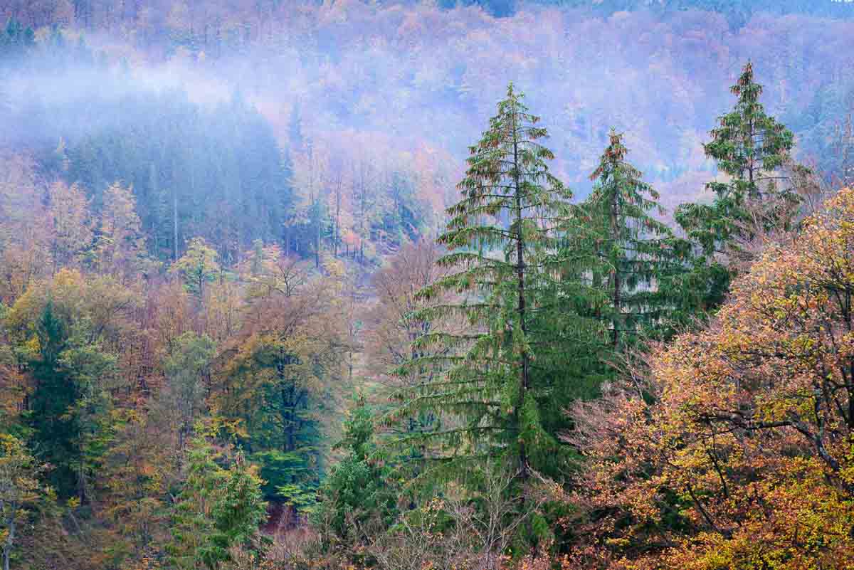 Bemiste bergen - Fotoreis Hoge Venen - Herfst Landschappen