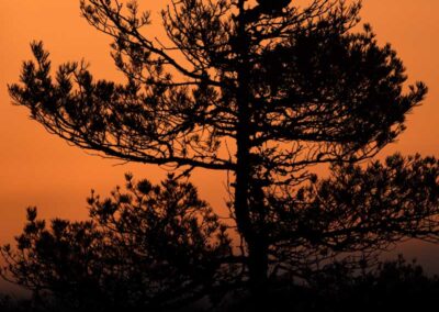 Black Grouse Zonsondergang- Fotoreis iconische vogelsoorten Finland