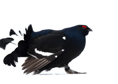 Black Grouse close-up- Fotoreis iconische vogelsoorten Finland