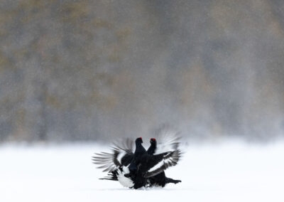 Black Grouse fighting- Fotoreis iconische vogelsoorten Finland