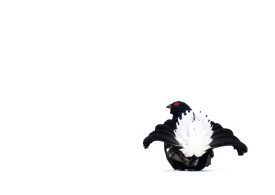 Black Grouse in snow- Fotoreis iconische vogelsoorten Finland